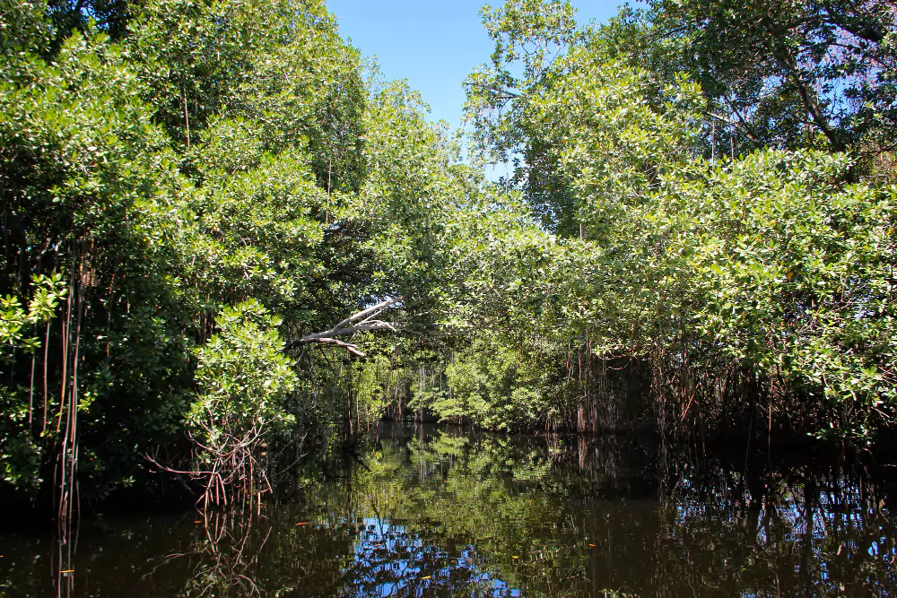 Mangrove Ecosystems