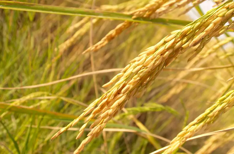 Rice: Crop, Capital, and
                                    Colonialism