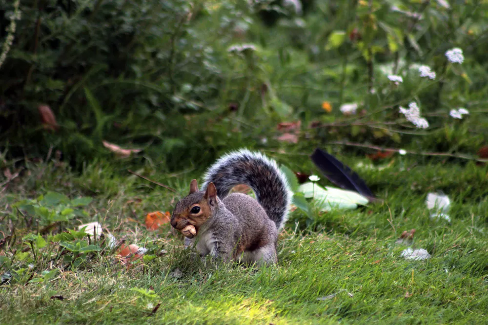 Seasonal Wild Adoptations