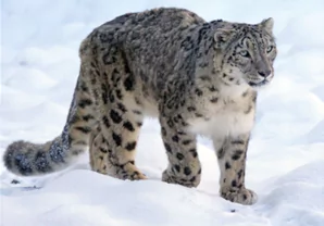 Environmental Impact of Unregulated Helicopter Operations in Garhwal Himalayas