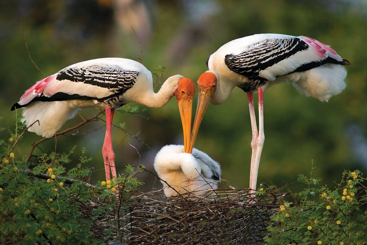 New Ramsar Sites in India