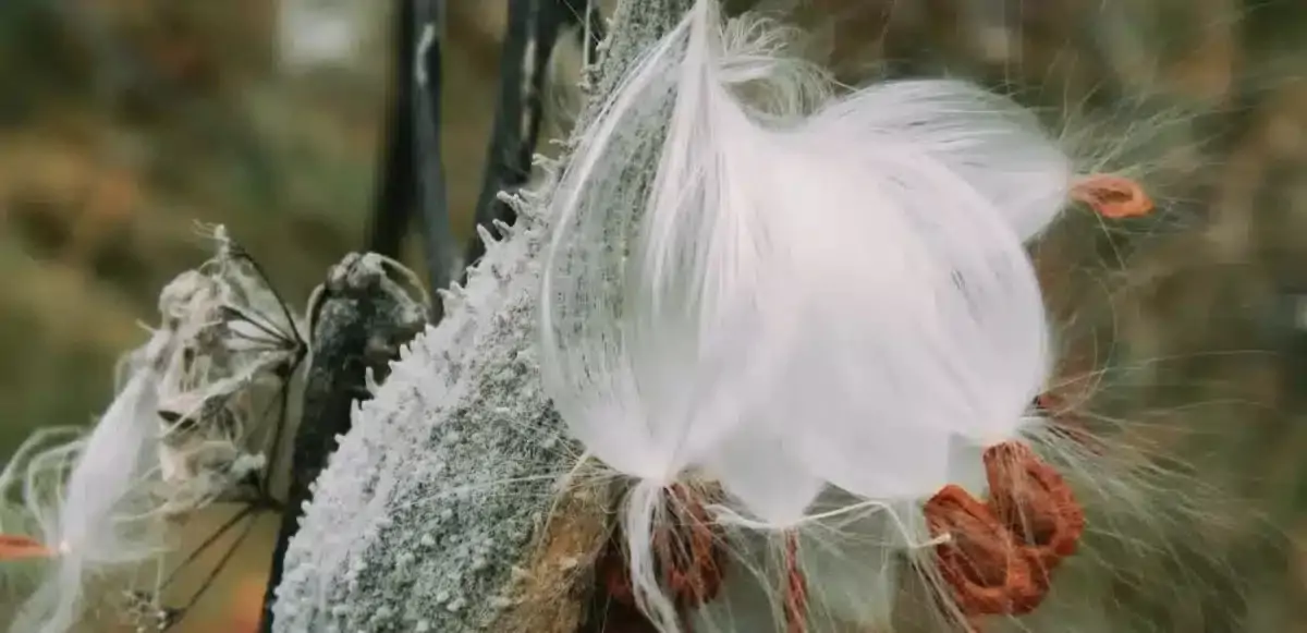 Rise in Milkweed Fiber Use