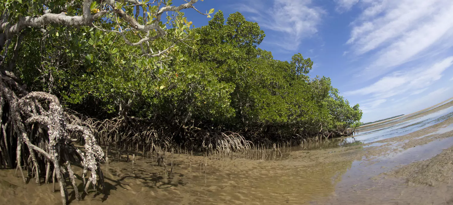  Blue Carbon:
                                An Overview