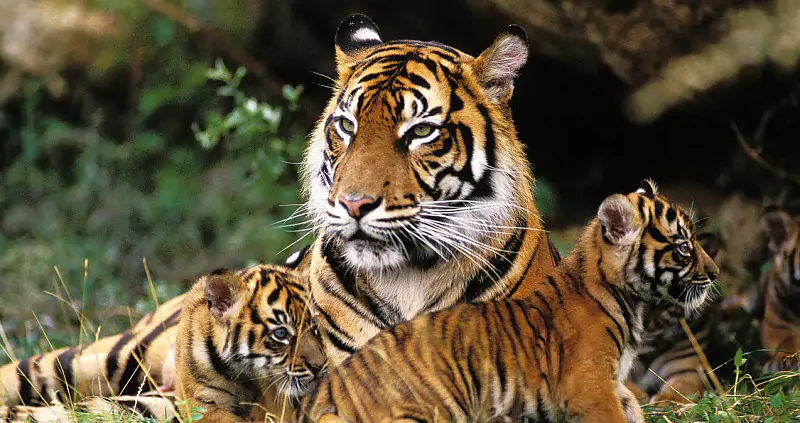 International Big Cat Alliance