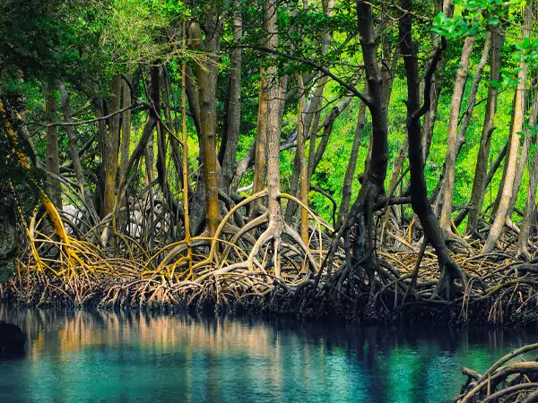 IUCN Report on Mangroves