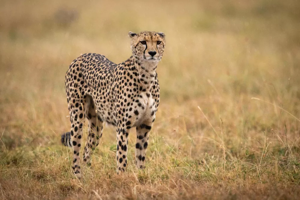 New Cheetahs from Botswana