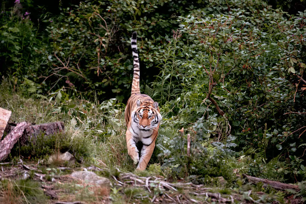 Corbett Tiger Reserve Issues