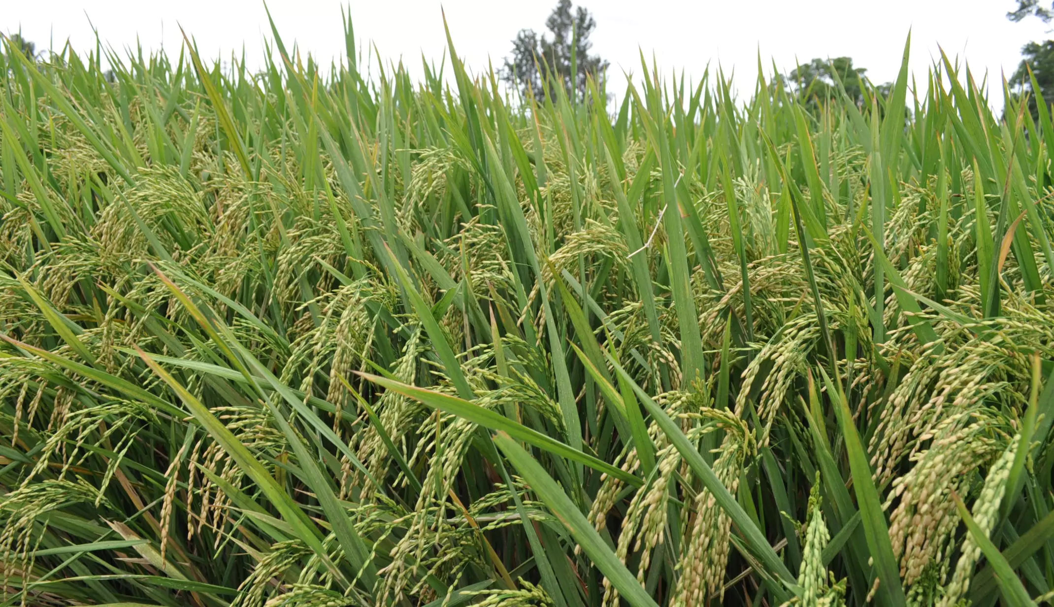 Rice: Crop, Capital, and Colonialism