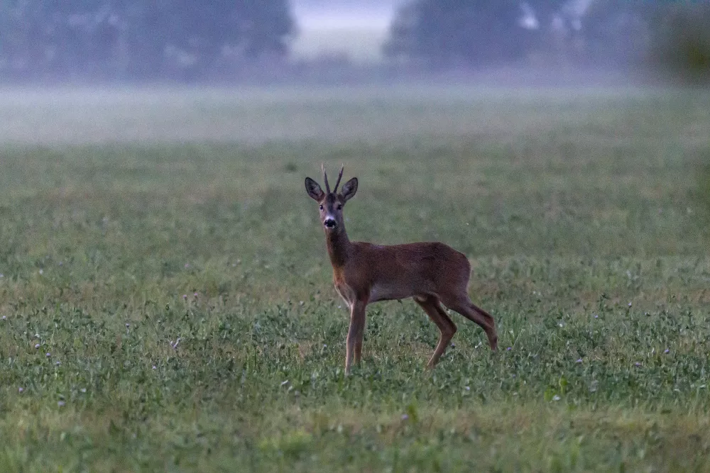 Musk deer (Kasthuri Jinka)