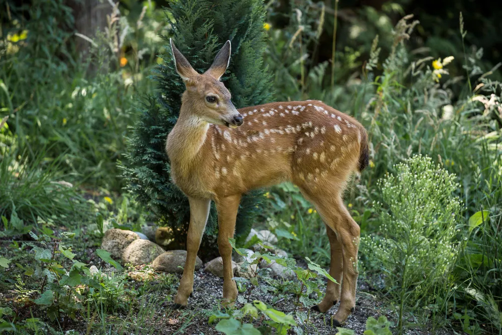 Musk deer (Kasthuri Jinka)