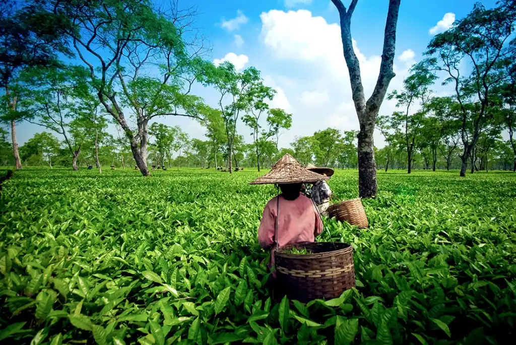 200 Years of Assam Tea: India Showcases Its Legacy in New York