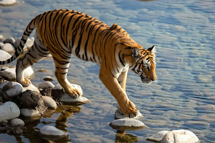 Project Tiger @ 50: India’s Tiger Conservation Journey