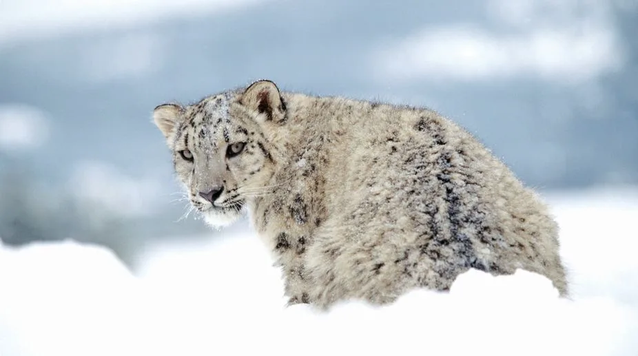Snow Leopard Census 2024
