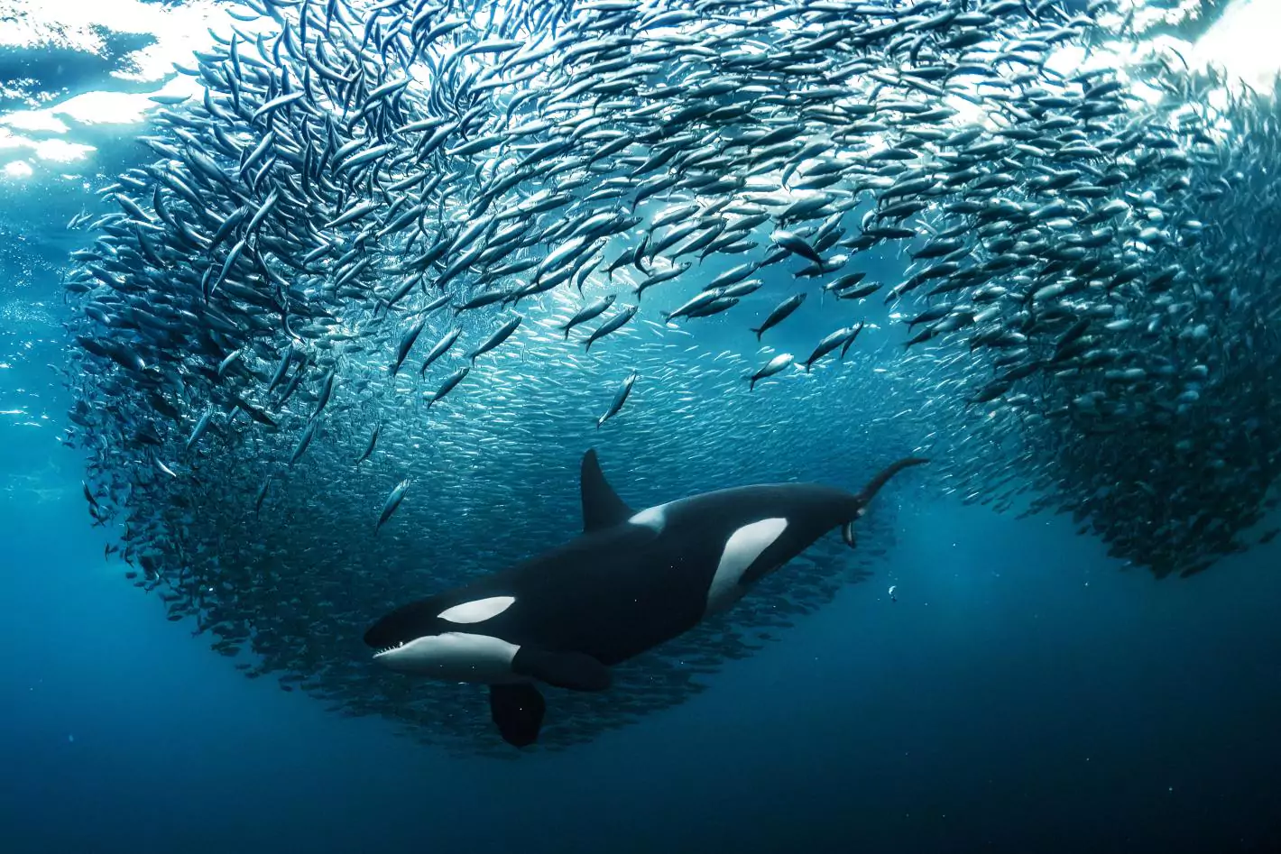 Biodiversity
                                    Beyond National Jurisdiction (BBNJ) Treaty