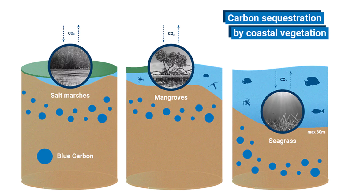  Blue Carbon: An Overview