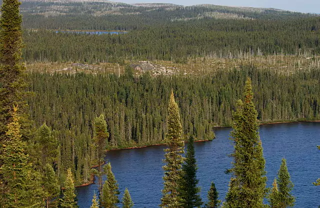 Boreal Forest Threats and Conservation