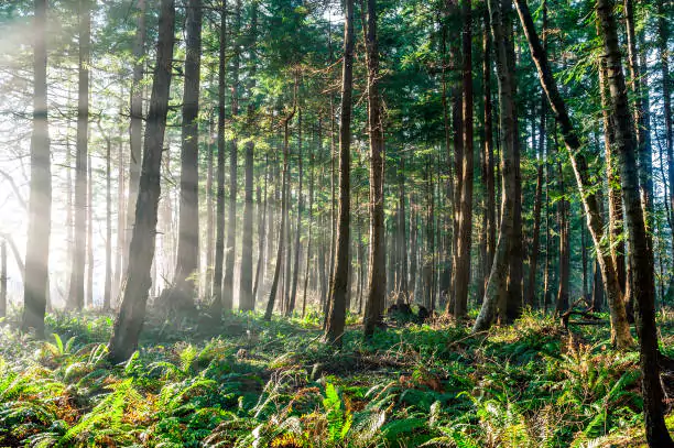 Boreal Forest Threats
                                    and Conservation