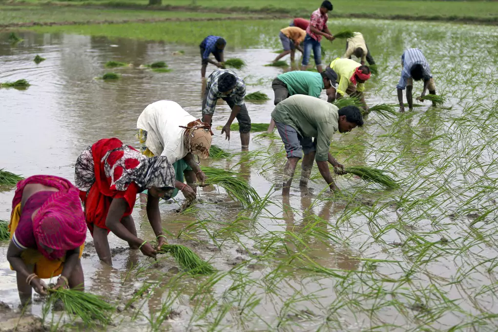 India Surpasses China in Rice Production