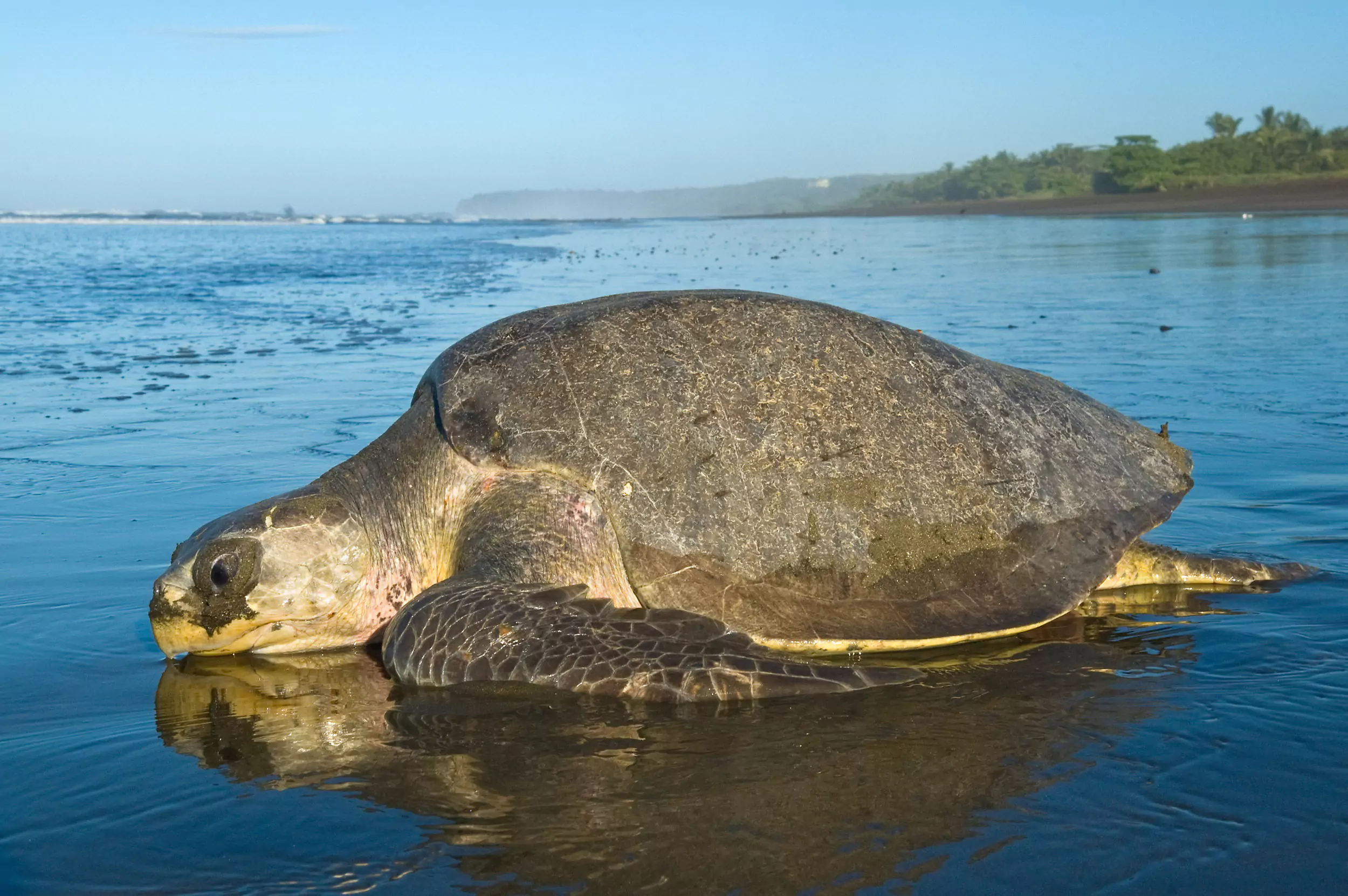 Olive Ridley Turtles: Marine Marvels of Arribada