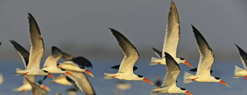Asian Waterbird Census (AWC) 2024