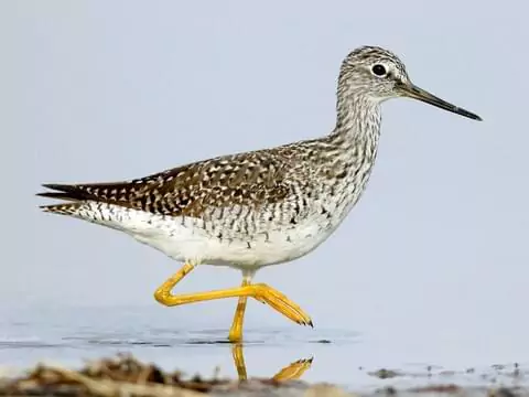  Asian Waterbird Census (AWC) 2024