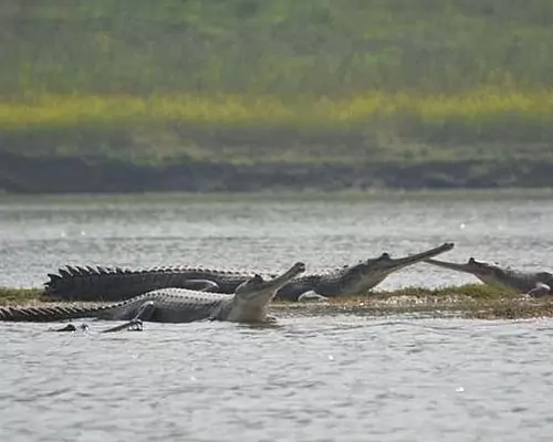  Keoladeo National Park - Smart Wetland Model 